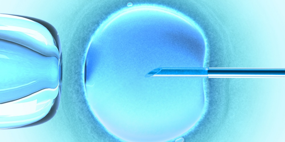An egg being treated for IVF purposes